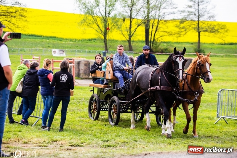 Zdjęcie w galerii na portalu naszraciborz.pl: Wiosenny korowód konny w gminie Pietrowice Wielkie [FOTO i WIDEO] wiadomości z regionu