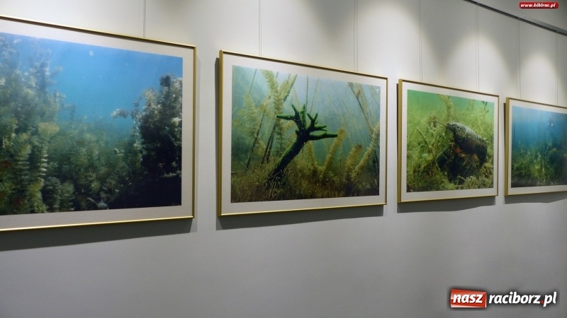 Zdjęcie w galerii na portalu naszraciborz.pl: W raciborskiej bibliotece zobaczysz podwodny świat polskich jezior wiadomości z regionu