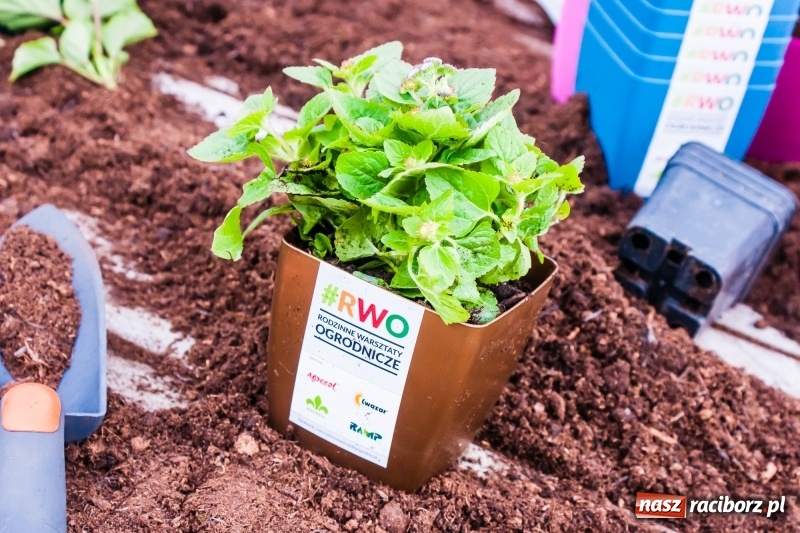 Zdjęcie w galerii na portalu naszraciborz.pl: Czego jeszcze nie wiesz o ogrodzie? Rodzinne Warsztaty Ogrodnicze z Witoldem Czuksanowem w AgroMarkecie wiadomości z regionu