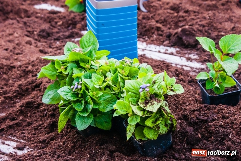 Zdjęcie w galerii na portalu naszraciborz.pl: Czego jeszcze nie wiesz o ogrodzie? Rodzinne Warsztaty Ogrodnicze z Witoldem Czuksanowem w AgroMarkecie wiadomości z regionu