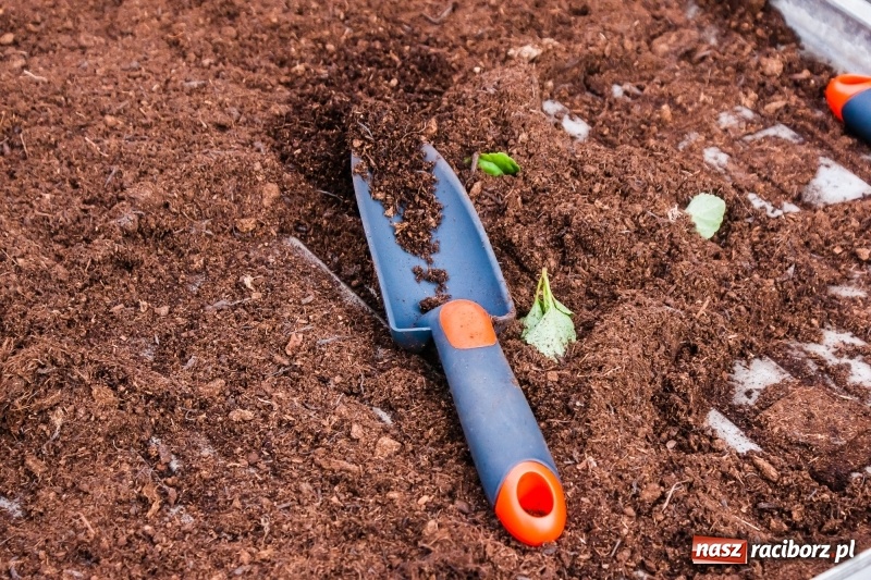 Zdjęcie w galerii na portalu naszraciborz.pl: Czego jeszcze nie wiesz o ogrodzie? Rodzinne Warsztaty Ogrodnicze z Witoldem Czuksanowem w AgroMarkecie wiadomości z regionu