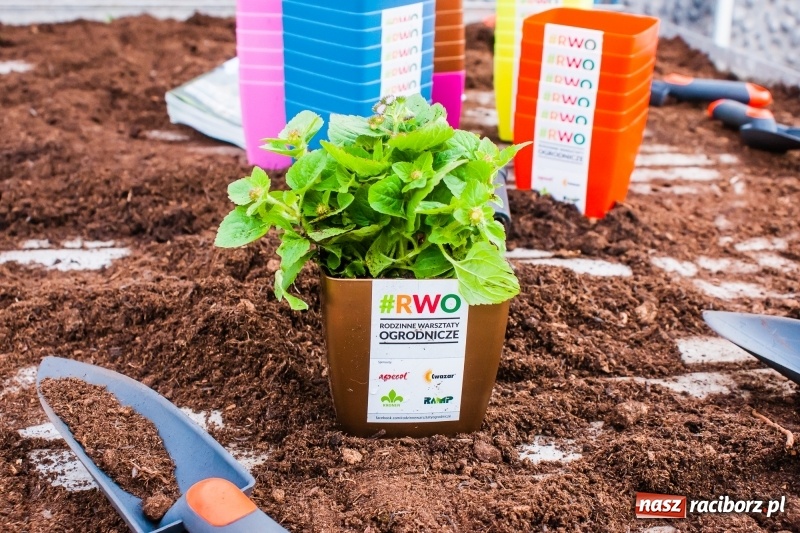 Zdjęcie w galerii na portalu naszraciborz.pl: Czego jeszcze nie wiesz o ogrodzie? Rodzinne Warsztaty Ogrodnicze z Witoldem Czuksanowem w AgroMarkecie wiadomości z regionu