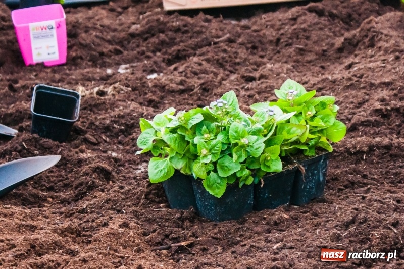 Zdjęcie w galerii na portalu naszraciborz.pl: Czego jeszcze nie wiesz o ogrodzie? Rodzinne Warsztaty Ogrodnicze z Witoldem Czuksanowem w AgroMarkecie wiadomości z regionu