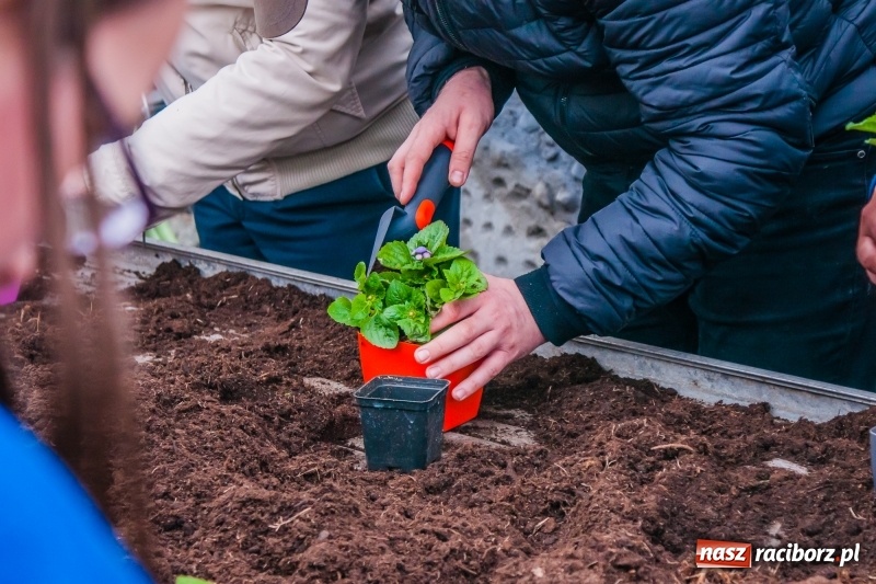 Zdjęcie w galerii na portalu naszraciborz.pl: Czego jeszcze nie wiesz o ogrodzie? Rodzinne Warsztaty Ogrodnicze z Witoldem Czuksanowem w AgroMarkecie wiadomości z regionu