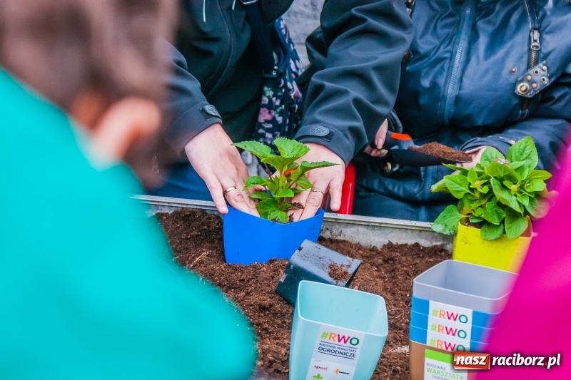 Zdjęcie w galerii na portalu naszraciborz.pl: Czego jeszcze nie wiesz o ogrodzie? Rodzinne Warsztaty Ogrodnicze z Witoldem Czuksanowem w AgroMarkecie wiadomości z regionu