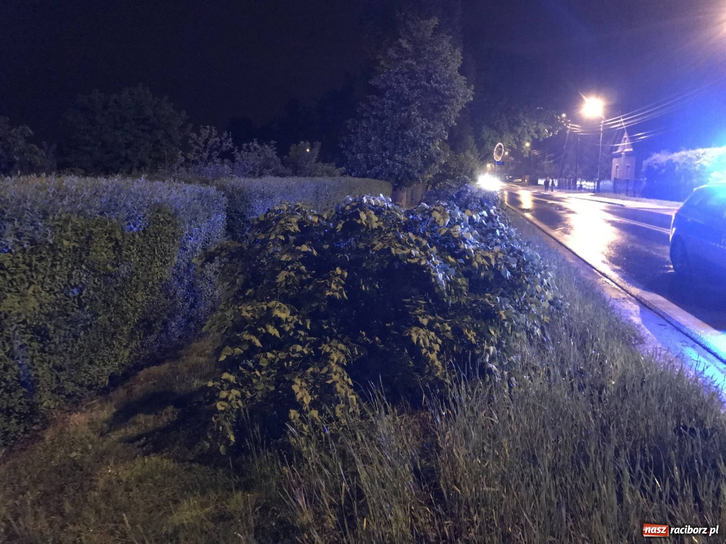 Zdjęcie w galerii na portalu naszraciborz.pl: BMW ścięło szpaler drzewek. Kierowca i pasażerowie mieli dużo szczęścia! wiadomości z regionu