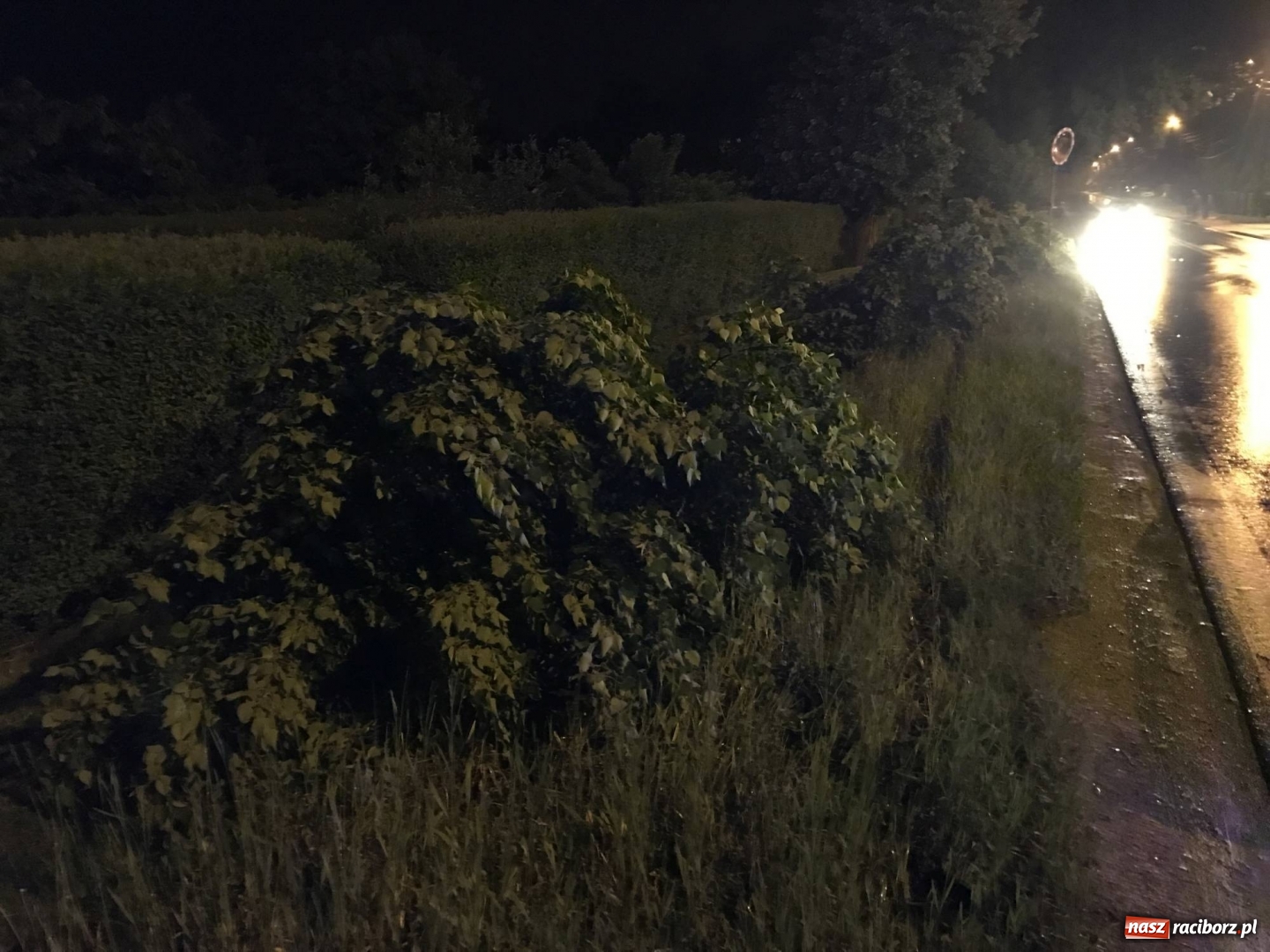 Zdjęcie w galerii na portalu naszraciborz.pl: BMW ścięło szpaler drzewek. Kierowca i pasażerowie mieli dużo szczęścia! wiadomości z regionu