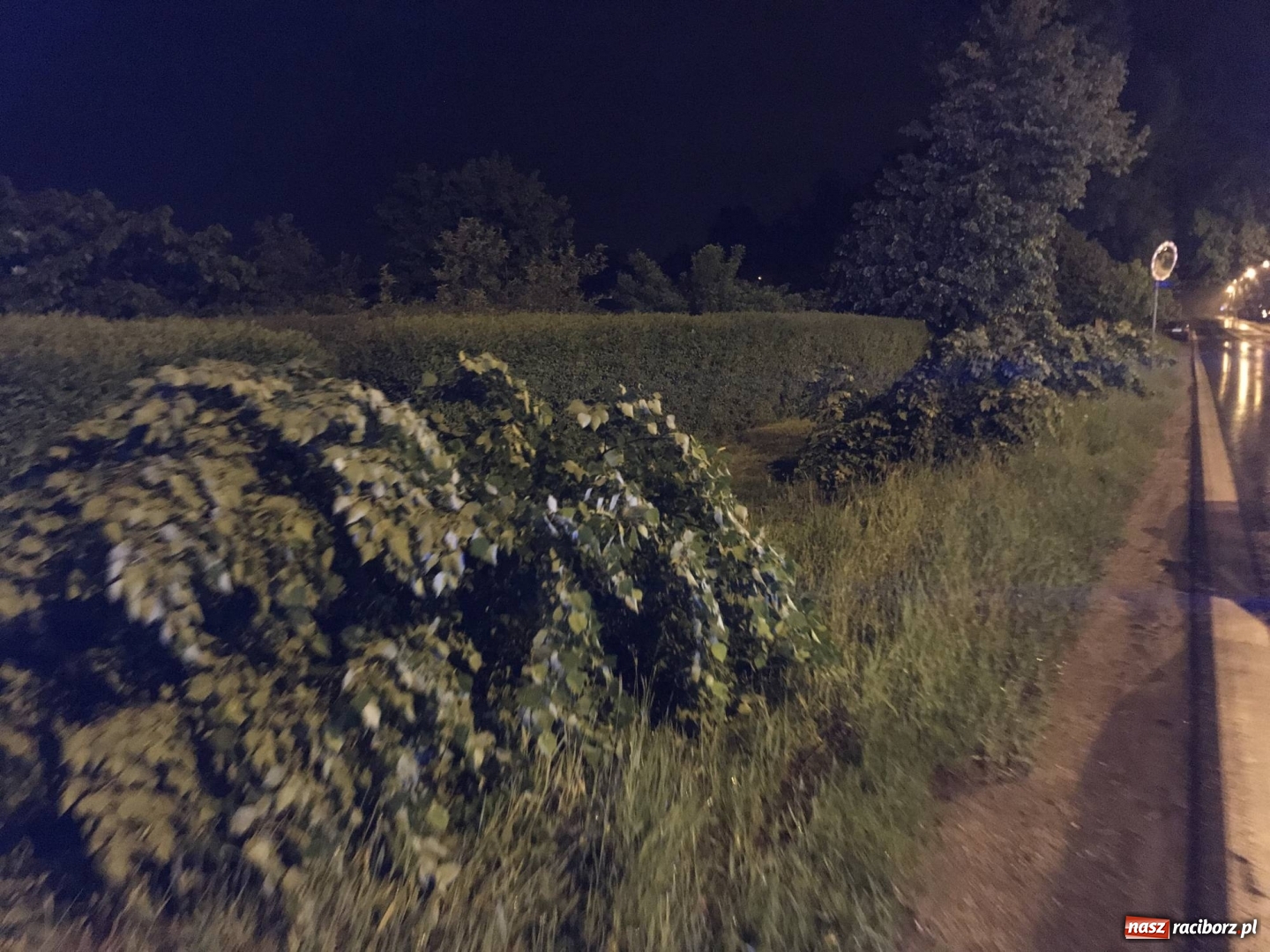 Zdjęcie w galerii na portalu naszraciborz.pl: BMW ścięło szpaler drzewek. Kierowca i pasażerowie mieli dużo szczęścia! wiadomości z regionu