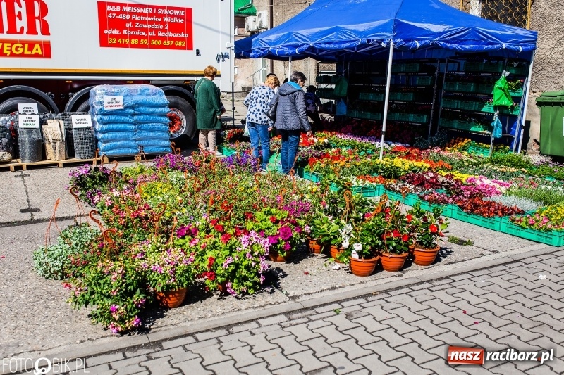 Zdjęcie w galerii na portalu naszraciborz.pl: Stoiska rozstawione, grille rozpalone, scena pełna gwiazd. Ruszyła 19. Eko-Wystawa w Pietrowicach Wielkich wiadomości z regionu