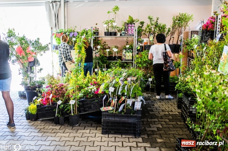 Zdjęcie w galerii na portalu naszraciborz.pl: Stoiska rozstawione, grille rozpalone, scena pełna gwiazd. Ruszyła 19. Eko-Wystawa w Pietrowicach Wielkich wiadomości z regionu
