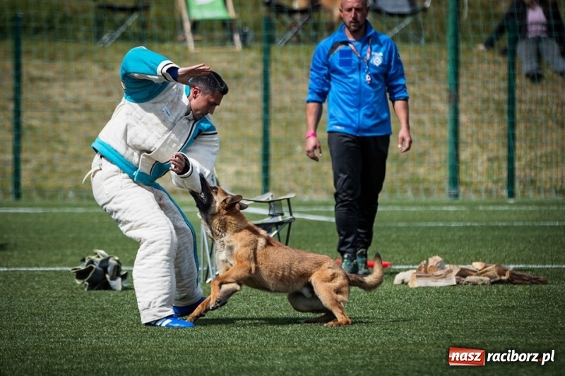 Zdjęcie w galerii na portalu naszraciborz.pl: Raciborzanin czwarty na Mistrzostwach Świata Owczarków Belgijskich wiadomości z regionu