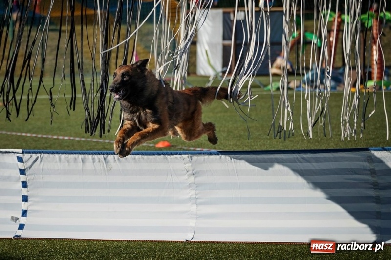 Zdjęcie w galerii na portalu naszraciborz.pl: Raciborzanin czwarty na Mistrzostwach Świata Owczarków Belgijskich wiadomości z regionu