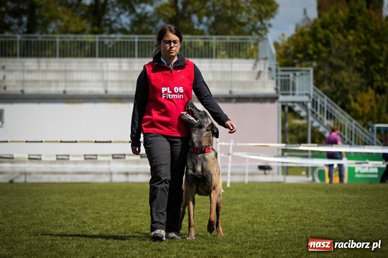 Zdjęcie w galerii na portalu naszraciborz.pl: Raciborzanin czwarty na Mistrzostwach Świata Owczarków Belgijskich wiadomości z regionu