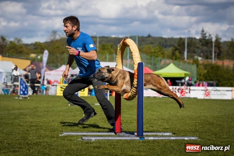 Zdjęcie w galerii na portalu naszraciborz.pl: Raciborzanin czwarty na Mistrzostwach Świata Owczarków Belgijskich wiadomości z regionu
