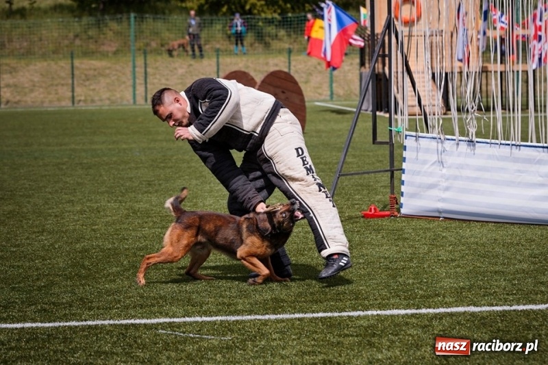 Zdjęcie w galerii na portalu naszraciborz.pl: Raciborzanin czwarty na Mistrzostwach Świata Owczarków Belgijskich wiadomości z regionu