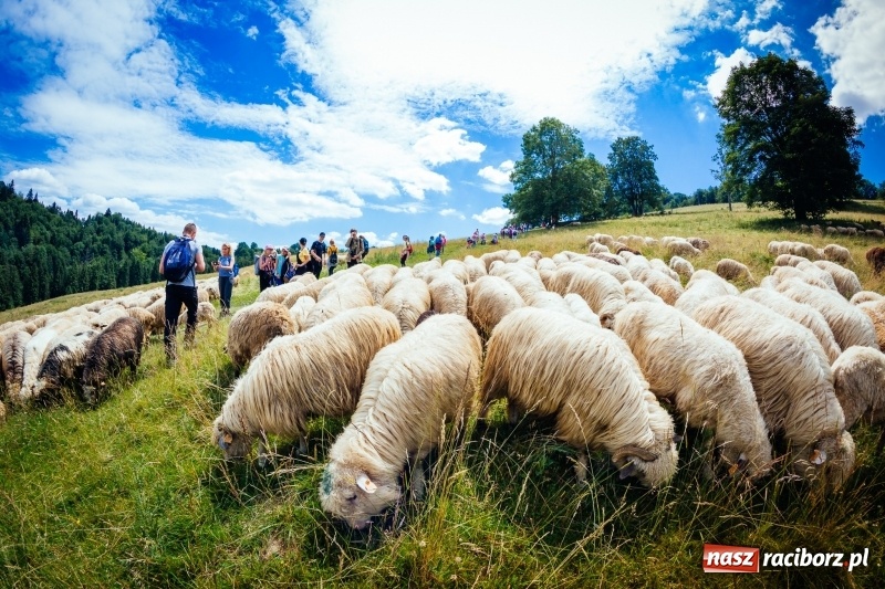 Zdjęcie w galerii na portalu naszraciborz.pl: Obóz wędrowny szlakami Beskidów – poznaj smak prawdziwej przygody... wiadomości z regionu