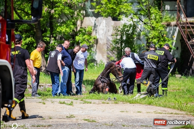 Zdjęcie w galerii na portalu naszraciborz.pl: Pierwsza konna procesja ze świętym Urbanem w Łubowicach wiadomości z regionu