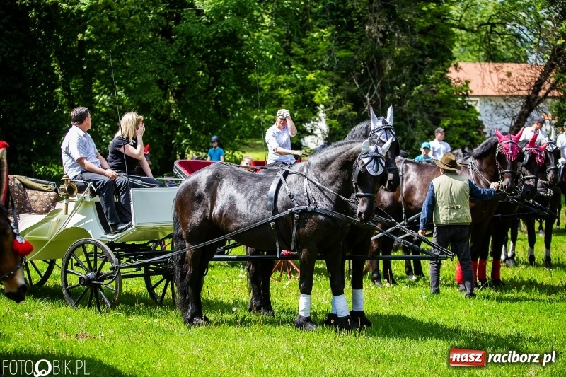Zdjęcie w galerii na portalu naszraciborz.pl: Pierwsza konna procesja ze świętym Urbanem w Łubowicach wiadomości z regionu