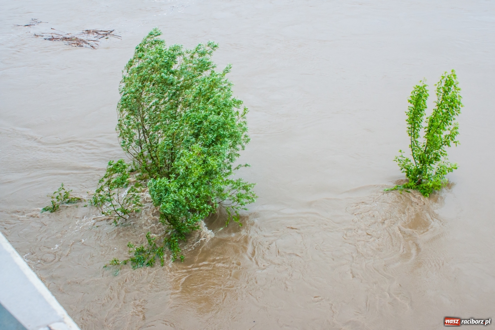 Zdjęcie w galerii na portalu naszraciborz.pl: Stany ostrzegawcze na Odrze wciąż przekroczone [FOTO i WIDEO] wiadomości z regionu