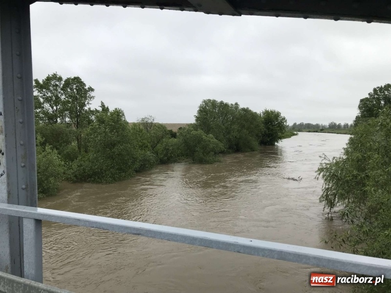 Zdjęcie w galerii na portalu naszraciborz.pl: Stany ostrzegawcze na Odrze wciąż przekroczone [FOTO i WIDEO] wiadomości z regionu