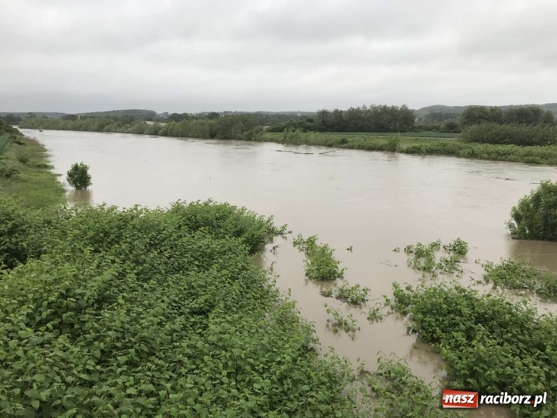 Zdjęcie w galerii na portalu naszraciborz.pl: Stany ostrzegawcze na Odrze wciąż przekroczone [FOTO i WIDEO] wiadomości z regionu
