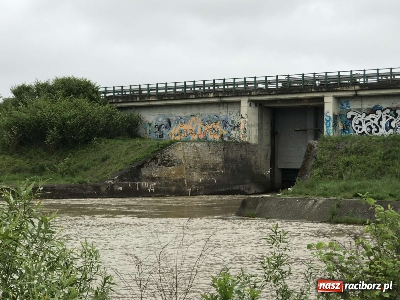 Zdjęcie w galerii na portalu naszraciborz.pl: Stany ostrzegawcze na Odrze wciąż przekroczone [FOTO i WIDEO] wiadomości z regionu
