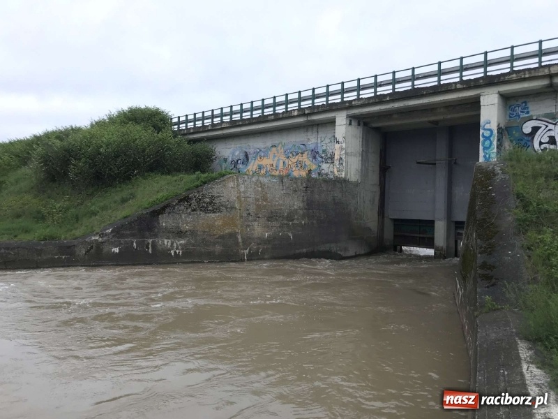 Zdjęcie w galerii na portalu naszraciborz.pl: Stany ostrzegawcze na Odrze wciąż przekroczone [FOTO i WIDEO] wiadomości z regionu