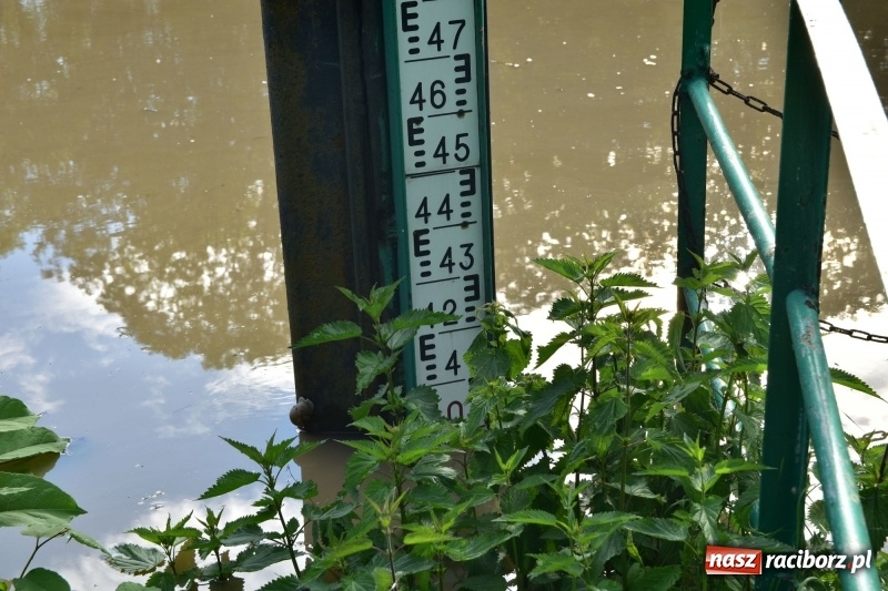 Zdjęcie w galerii na portalu naszraciborz.pl: Odra podtopiła plażę w parku Zamkowym  wiadomości z regionu