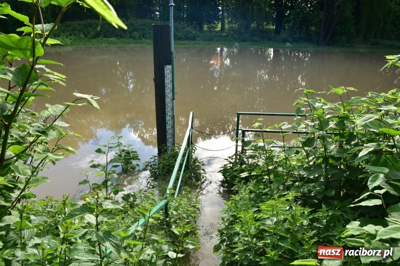 Zdjęcie w galerii na portalu naszraciborz.pl: Odra podtopiła plażę w parku Zamkowym  wiadomości z regionu