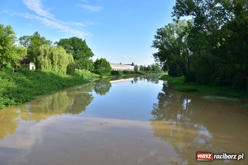 Zdjęcie w galerii na portalu naszraciborz.pl: Odra podtopiła plażę w parku Zamkowym  wiadomości z regionu