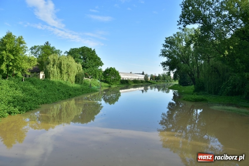 Zdjęcie w galerii na portalu naszraciborz.pl: Odra podtopiła plażę w parku Zamkowym  wiadomości z regionu