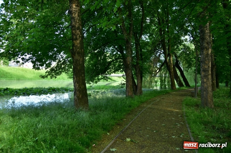 Zdjęcie w galerii na portalu naszraciborz.pl: Odra podtopiła plażę w parku Zamkowym  wiadomości z regionu