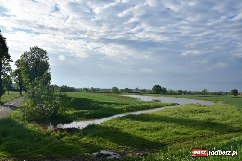 Zdjęcie w galerii na portalu naszraciborz.pl: Odra podtopiła plażę w parku Zamkowym  wiadomości z regionu