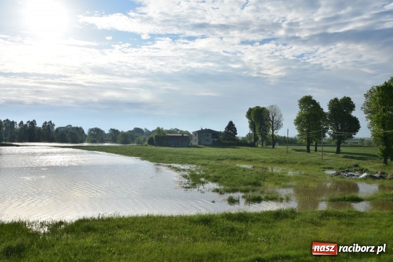 Zdjęcie w galerii na portalu naszraciborz.pl: Odra podtopiła plażę w parku Zamkowym  wiadomości z regionu