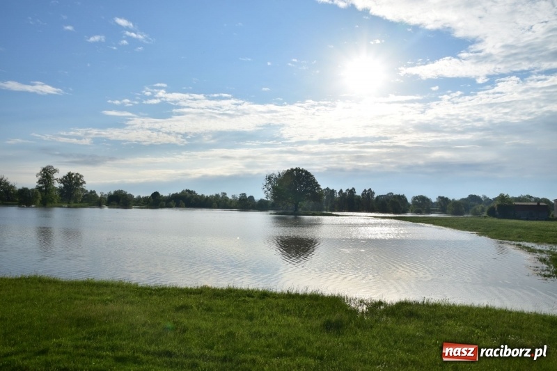 Zdjęcie w galerii na portalu naszraciborz.pl: Odra podtopiła plażę w parku Zamkowym  wiadomości z regionu