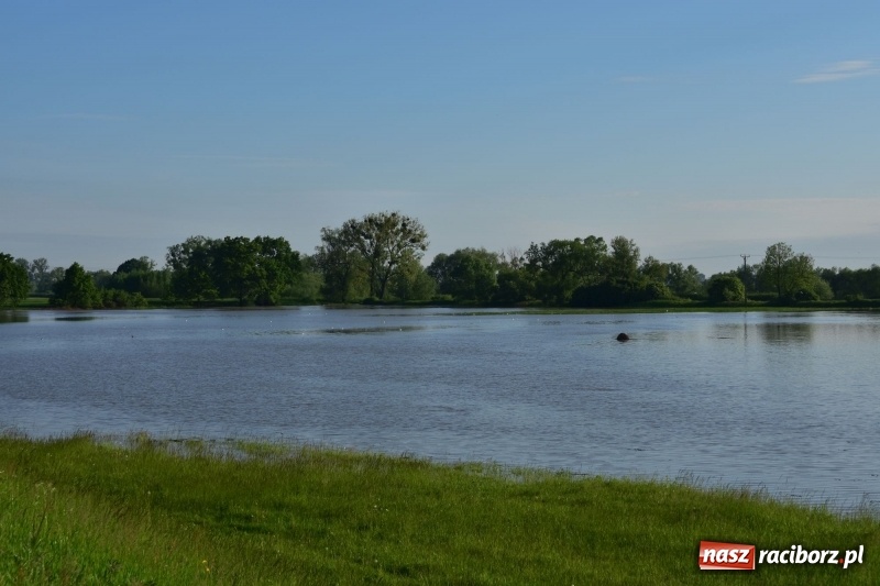 Zdjęcie w galerii na portalu naszraciborz.pl: Odra podtopiła plażę w parku Zamkowym  wiadomości z regionu