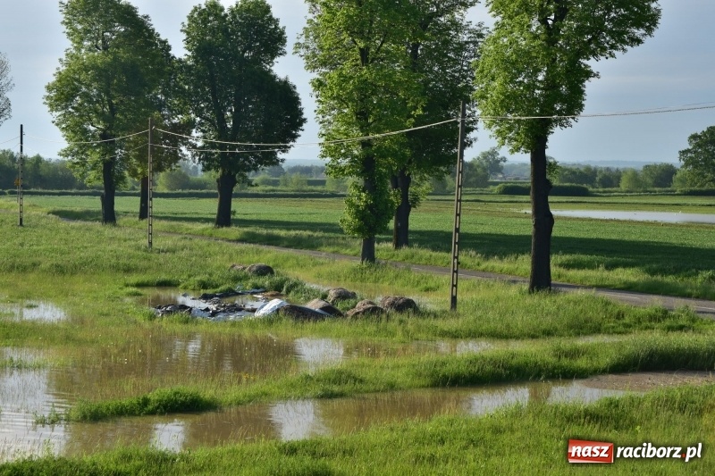 Zdjęcie w galerii na portalu naszraciborz.pl: Odra podtopiła plażę w parku Zamkowym  wiadomości z regionu