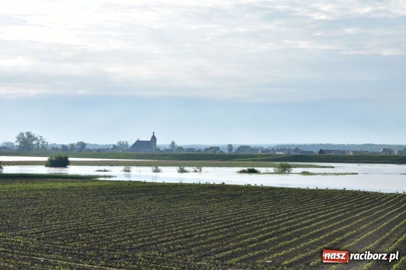 Zdjęcie w galerii na portalu naszraciborz.pl: Odra podtopiła plażę w parku Zamkowym  wiadomości z regionu