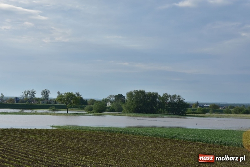 Zdjęcie w galerii na portalu naszraciborz.pl: Odra podtopiła plażę w parku Zamkowym  wiadomości z regionu