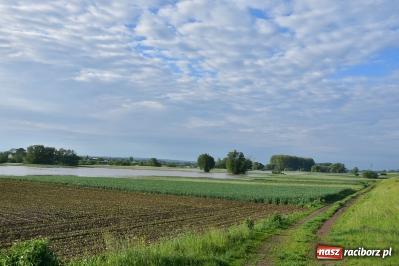Zdjęcie w galerii na portalu naszraciborz.pl: Odra podtopiła plażę w parku Zamkowym  wiadomości z regionu