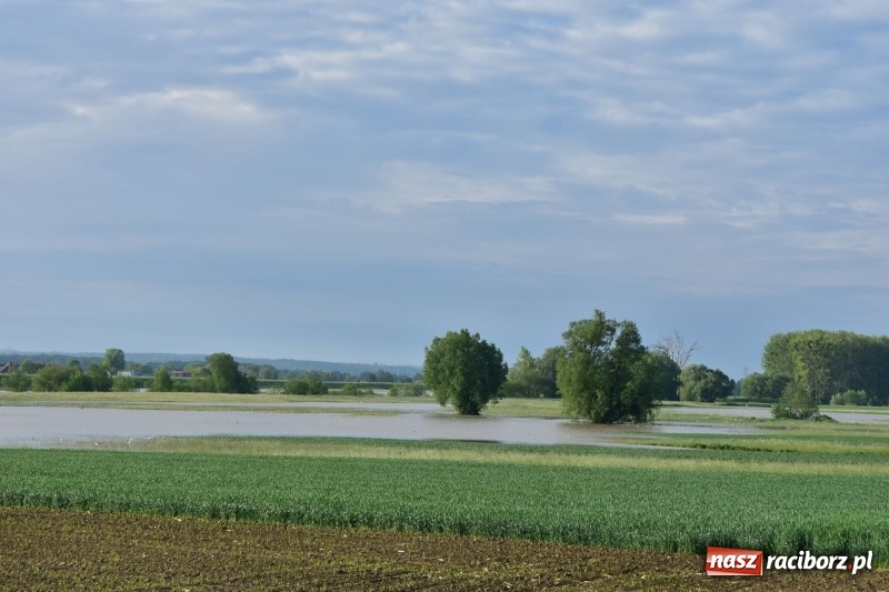 Zdjęcie w galerii na portalu naszraciborz.pl: Odra podtopiła plażę w parku Zamkowym  wiadomości z regionu