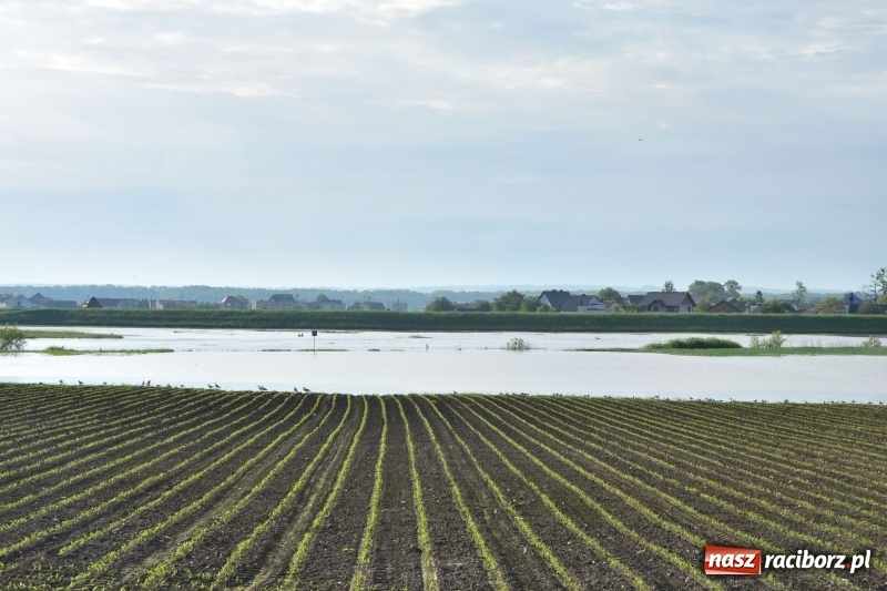 Zdjęcie w galerii na portalu naszraciborz.pl: Odra podtopiła plażę w parku Zamkowym  wiadomości z regionu