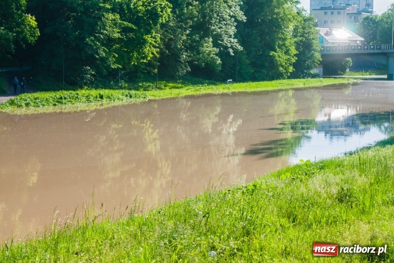 Zdjęcie w galerii na portalu naszraciborz.pl: Odra podtopiła plażę w parku Zamkowym  wiadomości z regionu