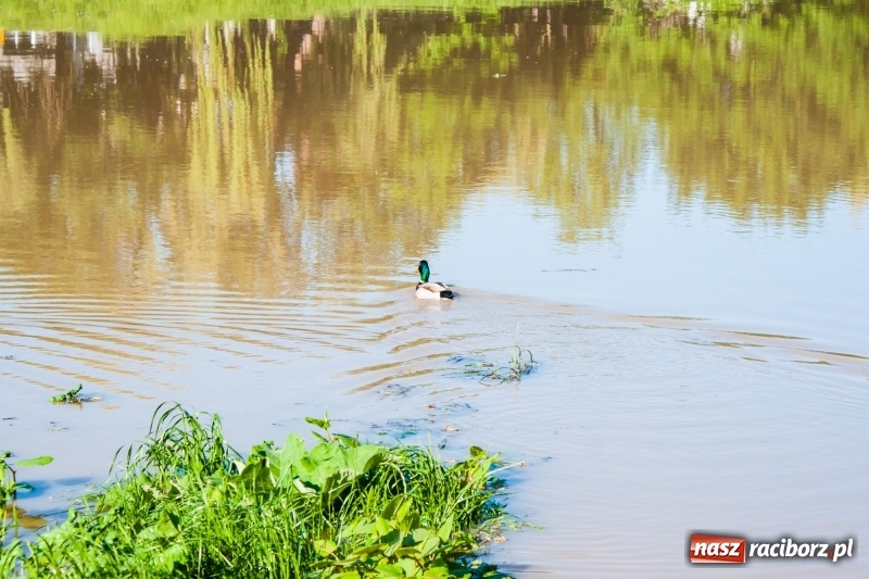 Zdjęcie w galerii na portalu naszraciborz.pl: Odra podtopiła plażę w parku Zamkowym  wiadomości z regionu