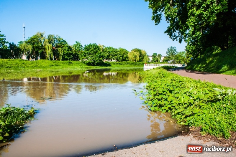 Zdjęcie w galerii na portalu naszraciborz.pl: Odra podtopiła plażę w parku Zamkowym  wiadomości z regionu