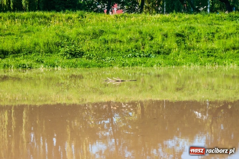 Zdjęcie w galerii na portalu naszraciborz.pl: Odra podtopiła plażę w parku Zamkowym  wiadomości z regionu