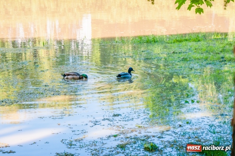 Zdjęcie w galerii na portalu naszraciborz.pl: Odra podtopiła plażę w parku Zamkowym  wiadomości z regionu