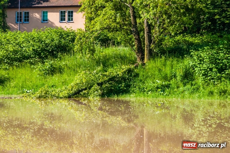 Zdjęcie w galerii na portalu naszraciborz.pl: Odra podtopiła plażę w parku Zamkowym  wiadomości z regionu