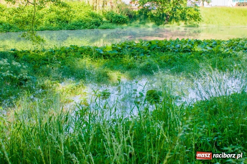 Zdjęcie w galerii na portalu naszraciborz.pl: Odra podtopiła plażę w parku Zamkowym  wiadomości z regionu