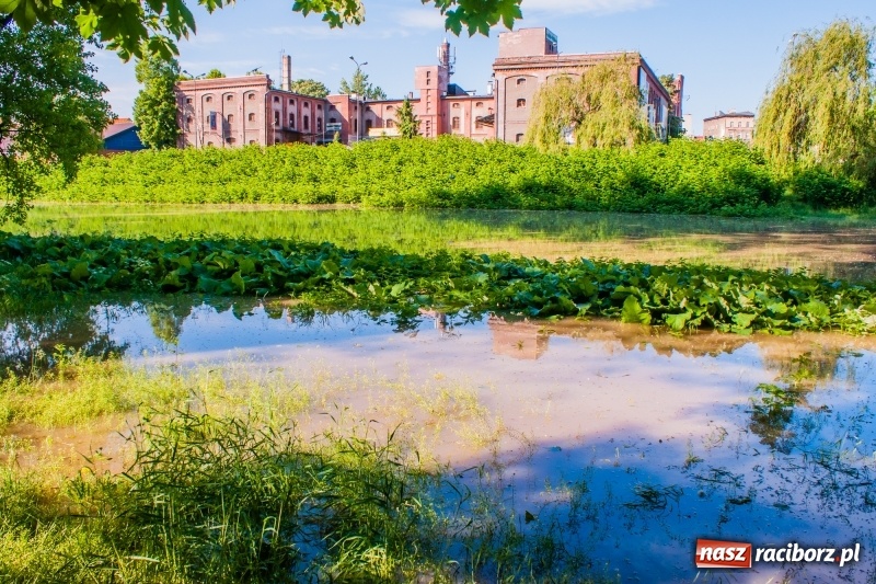 Zdjęcie w galerii na portalu naszraciborz.pl: Odra podtopiła plażę w parku Zamkowym  wiadomości z regionu